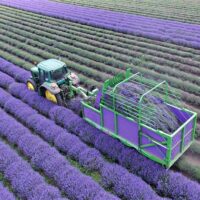 Combina pentru lavanda „LAVENDER” – Madara - Combina pentru lavanda "LAVENDER" - Madara - Dicorland