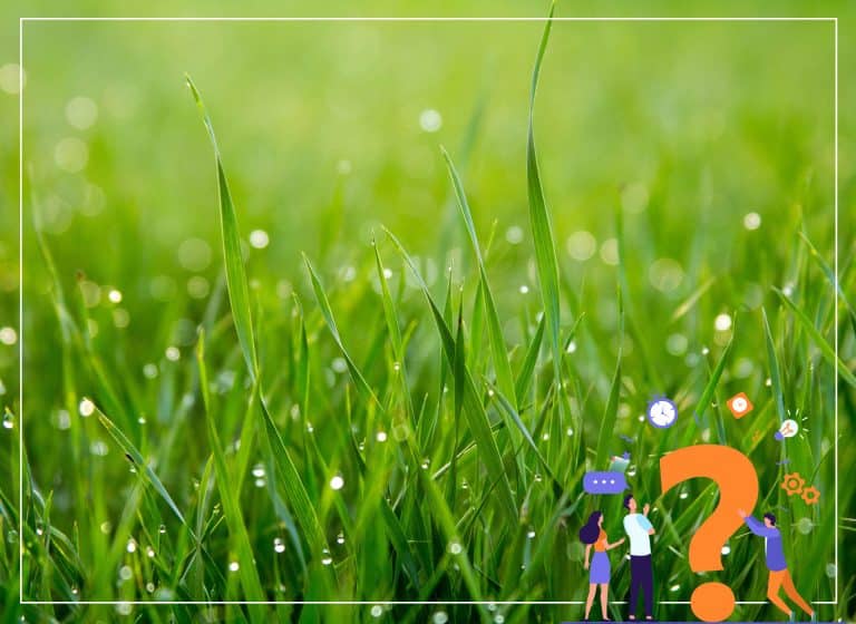 Știați că: Plantele au propria lor rețea de socializare? - Dicorland