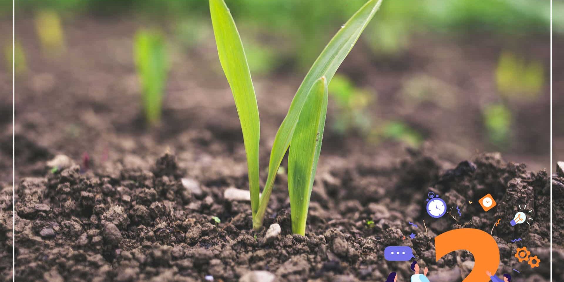 Știați că: Nematozii pot proteja culturile? - Știați că: Nematozii pot proteja culturile? - Dicorland