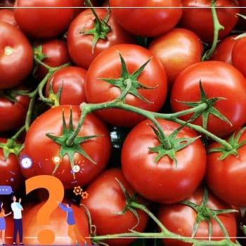 Știați că: 1 gram de semințe poate produce 9 tone de roșii? - Știați că: 1 gram de semințe poate produce 9 tone de roșii? - Dicorland