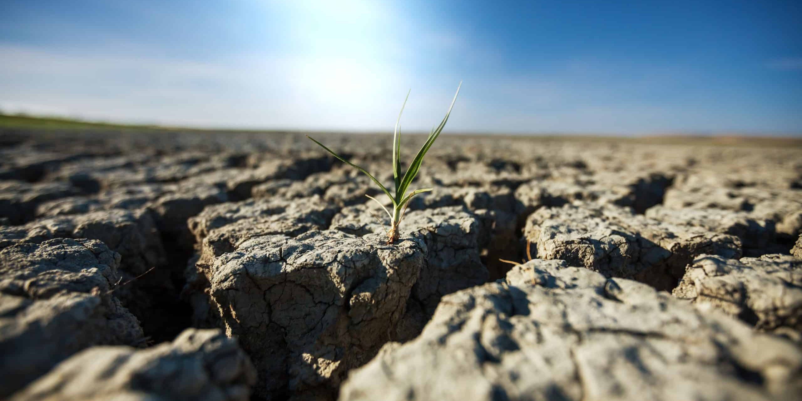 Randamentul agricol european, revizuit – seceta a provocat scăderi în producțiile prognozate