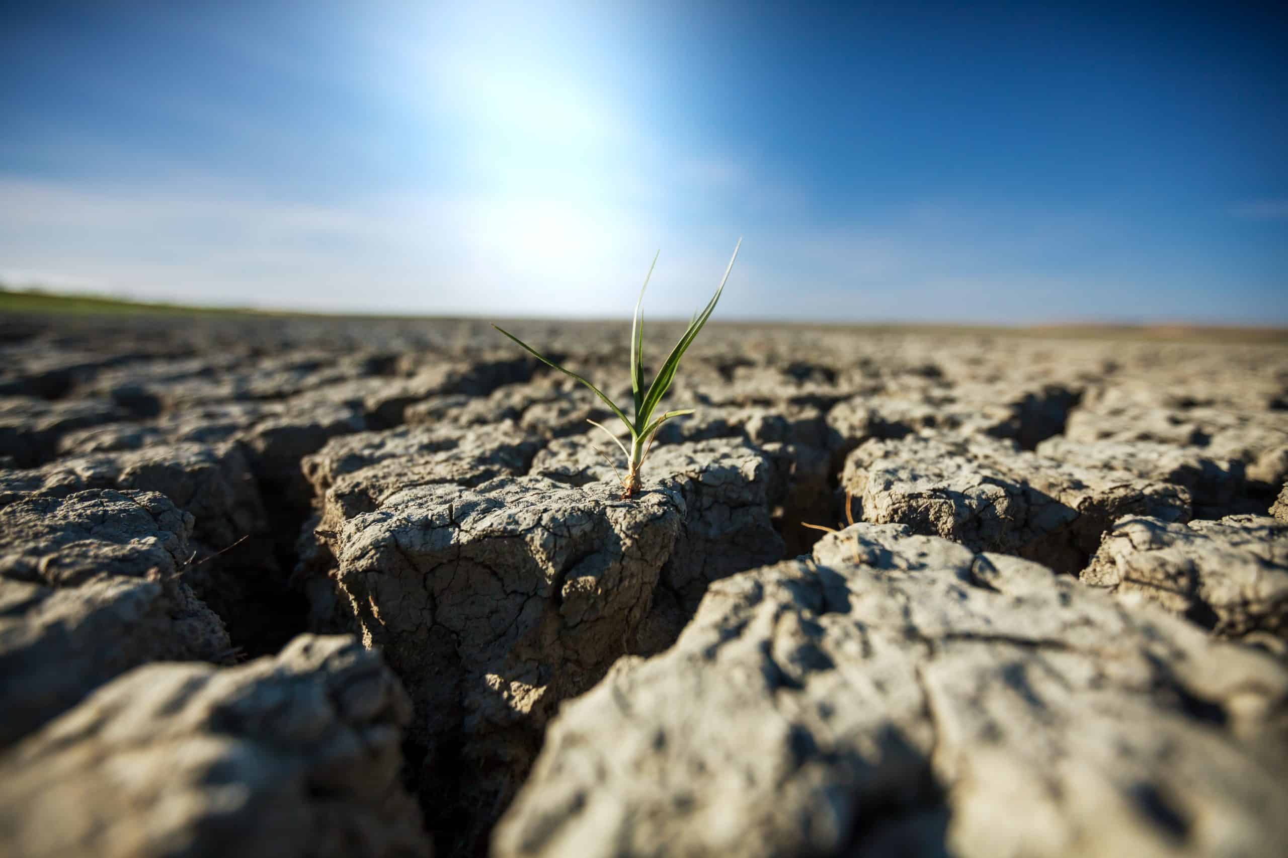 Randamentul agricol european, revizuit – seceta a provocat scăderi în producțiile prognozate