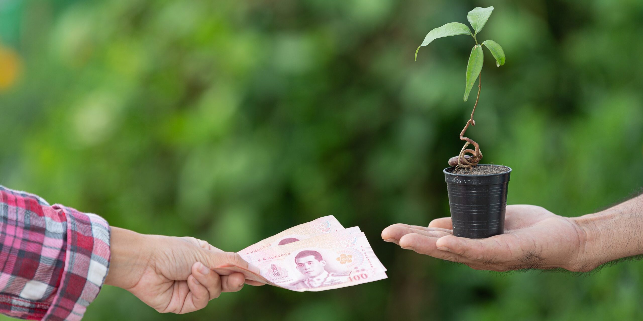 Sprijin financiar de 2 lei/litru pentru agricultorii din sectorul vegetal