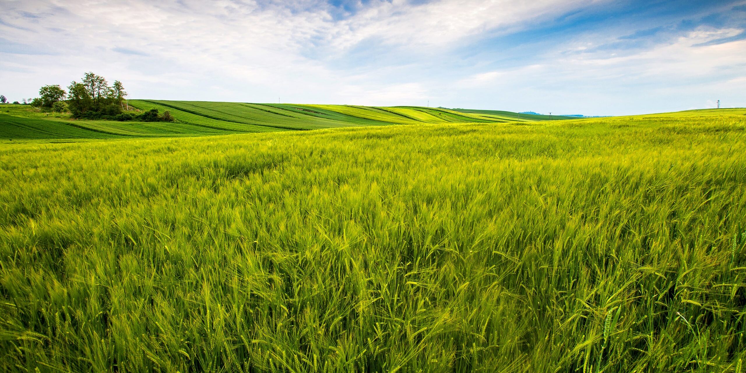 countryside field, sunny day in the countryside Comisia Europeană: exceptare de la GAEC 8 pentru cultivatorii de plante fixatoare de azot sau culturi secundare